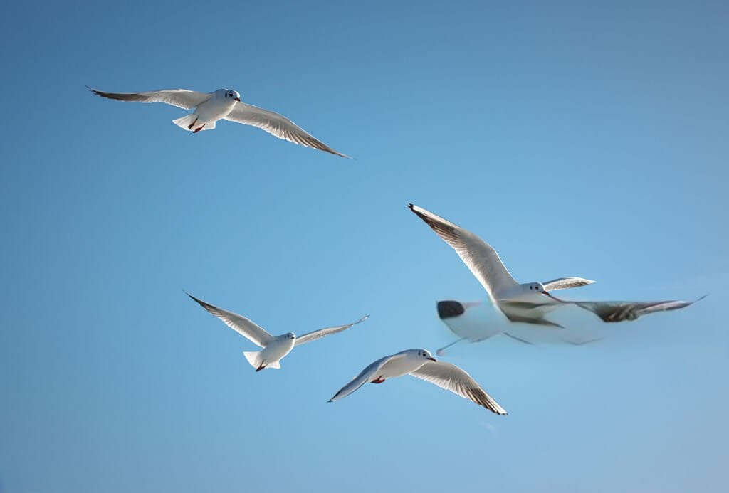 Four Birds Soaring: Capturing the Wonders of the World in Flight






