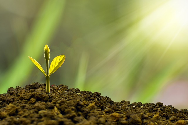 A seed in soil blossoms under sunlight, revealing the wonders of  the world